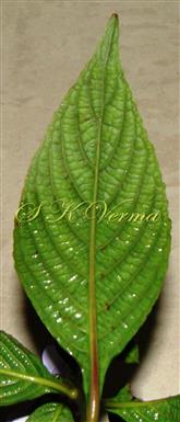  Leaf (Abaxial View)